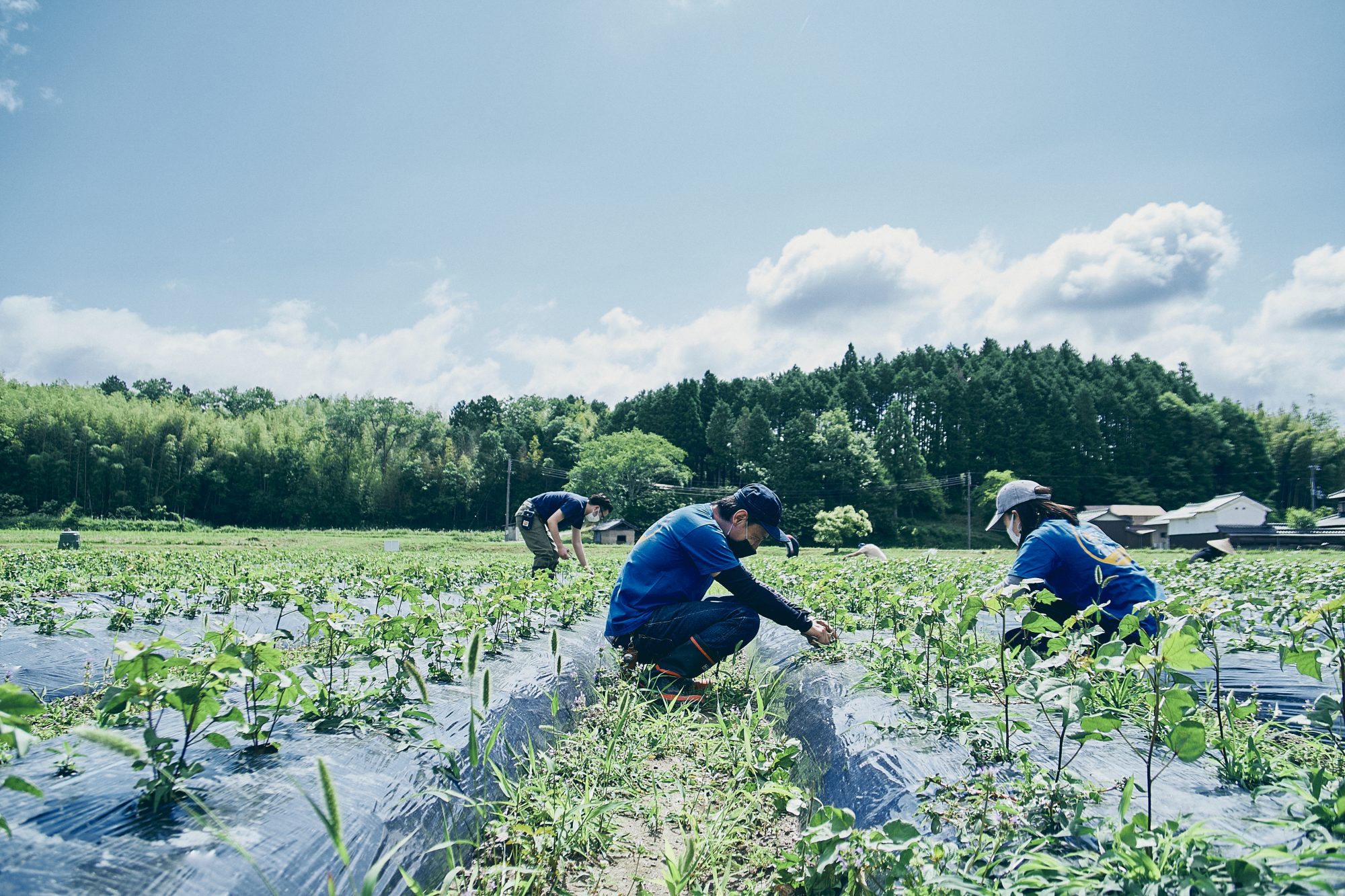 オーガニックコットンへの想い Japanese cotton